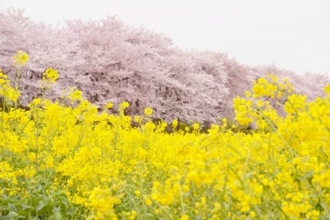 幸手　権現堂　紹介　桜