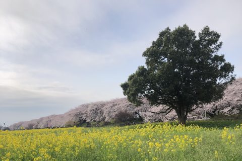 幸手市　おすすめスポット